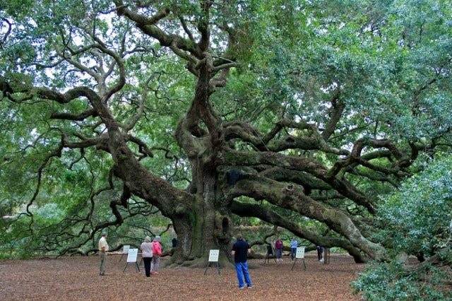angel tree