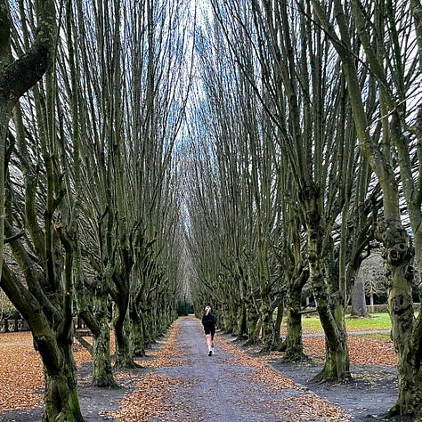 allee of tall trees bare in winter and with spring green leaves; a small wooden doll's head with red cap wedged in a fork of a tree