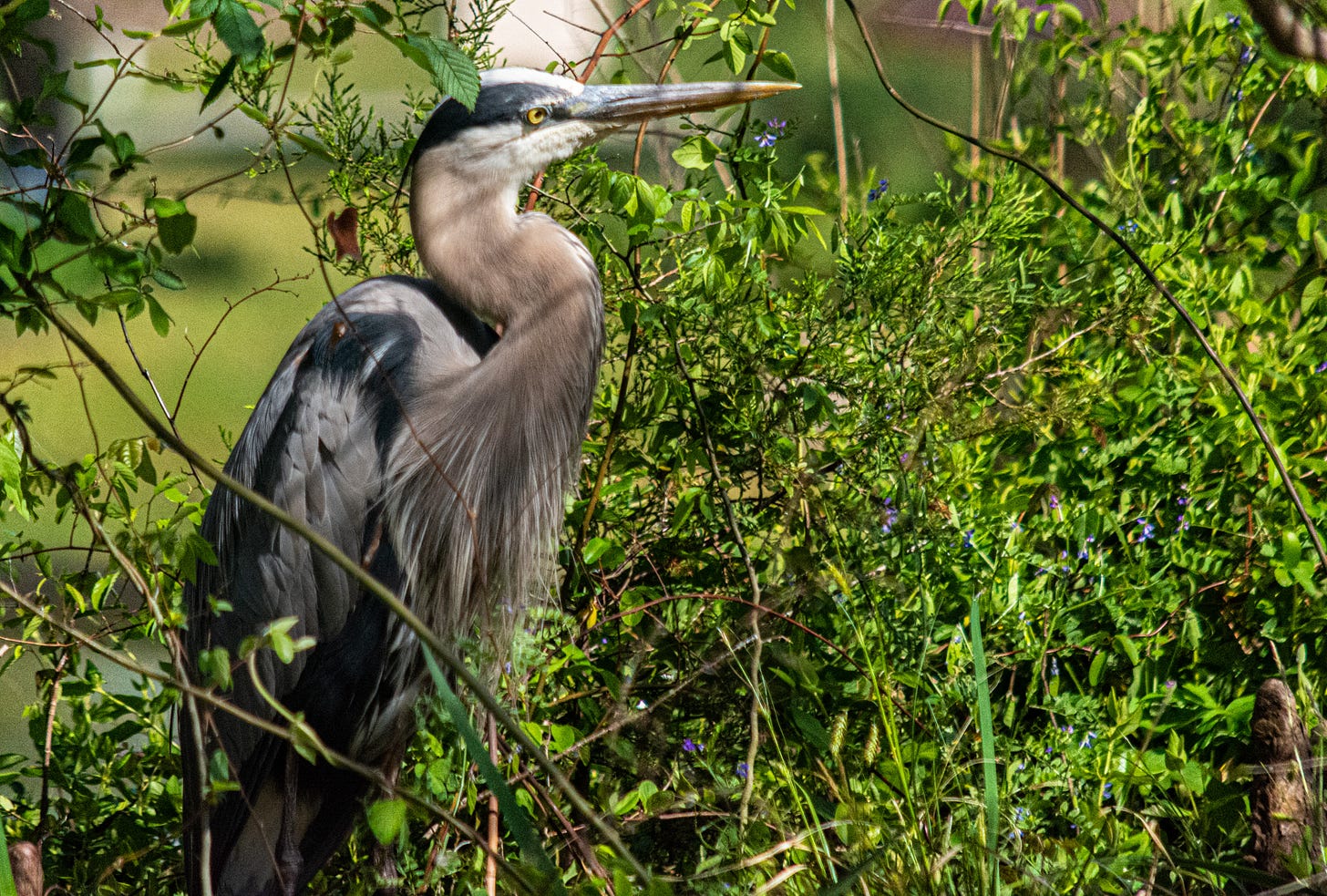 A single blue heron standing in the underbrush waiting for prey