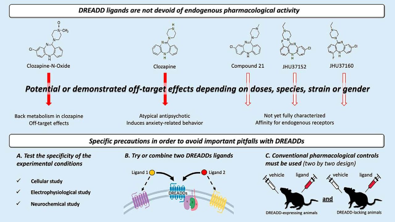 Abstract from Goutaudier et al. (2019).