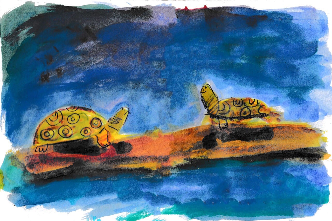 illustration of turtles by Beth Spencer