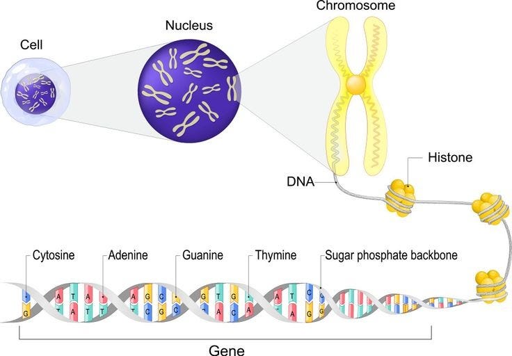 Cell anatomy nucleus with chromosomes close-up vector image on VectorStock