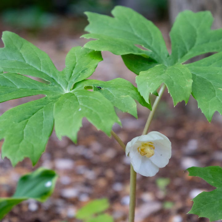 Diptych: White flowers with green leaves