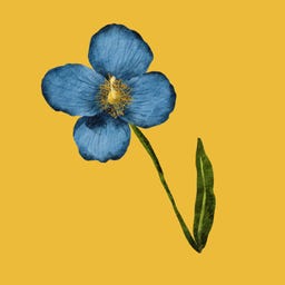 Jena’s Garden Journal