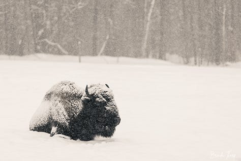 A collection of photos from a farm in Maine