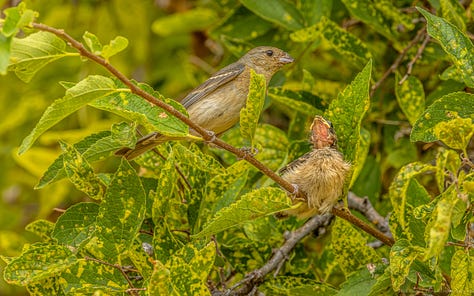 The female Lazuli Bunting arrives with a large, green grasshopper and then feeds it to her smallest fledgling.