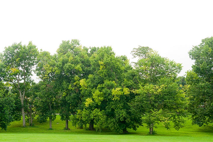 Recurrent flushing in four trees, hackberry, American elm, American holly, and Kentucky coffeetree
