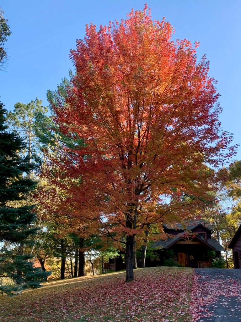 A tree with red leaves

Description automatically generated