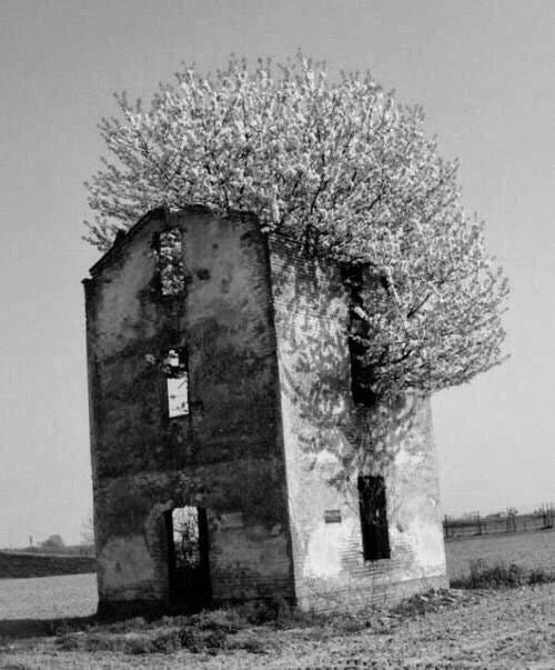 May be a black-and-white image of silo, the Cotswolds and tree