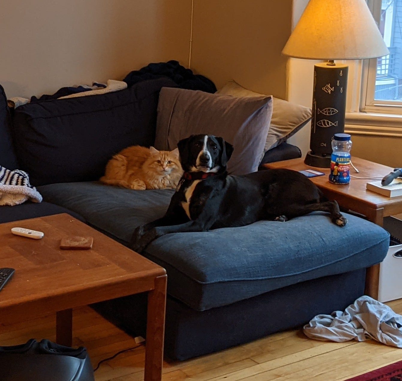 Photo of an orange cat and black dog on a blue couch