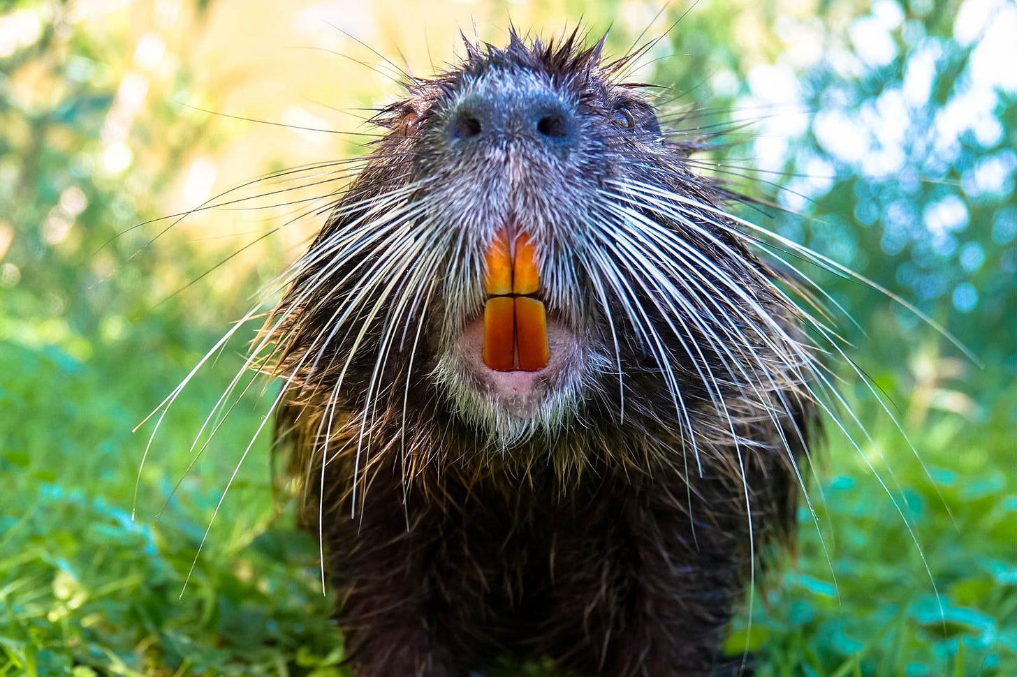 Rodents' striking orange teeth not down to iron-rich enamel ...