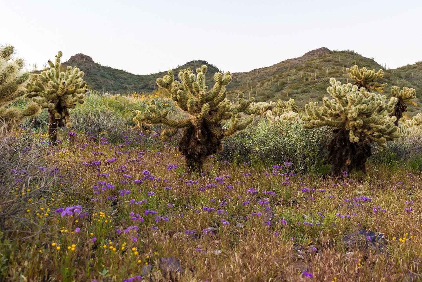 Desert flowers, cacti, and mountains.
