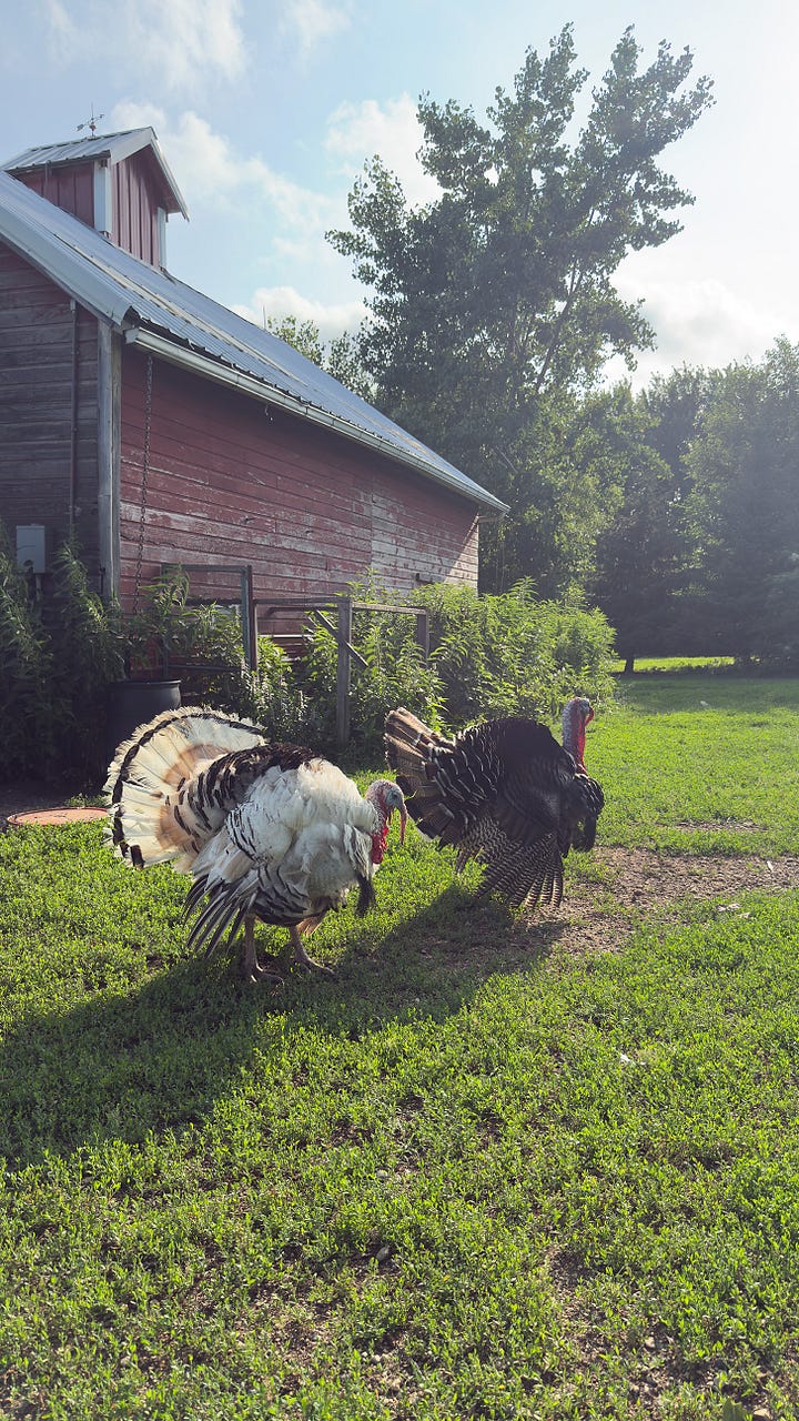 A black mother hen guides her 4 newly hatched chicks. | One white turkey and one black turkey walk in front of their weather-worn red barn.