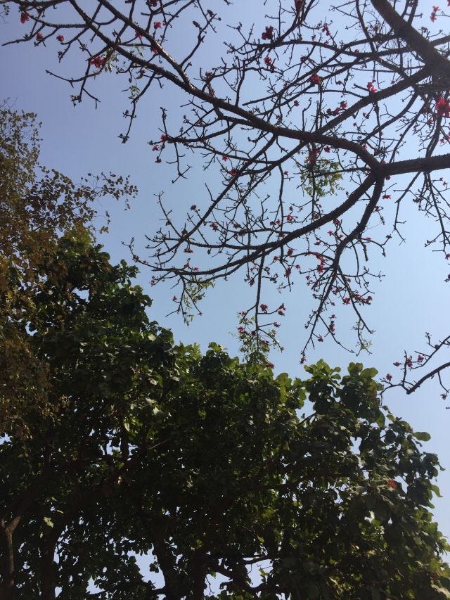 Two trees meeting with blue sky in between. One tree skinny with blossoms, another lush. Two trees meeting with blue sky in between. One tree skinny with blossoms, another lush.