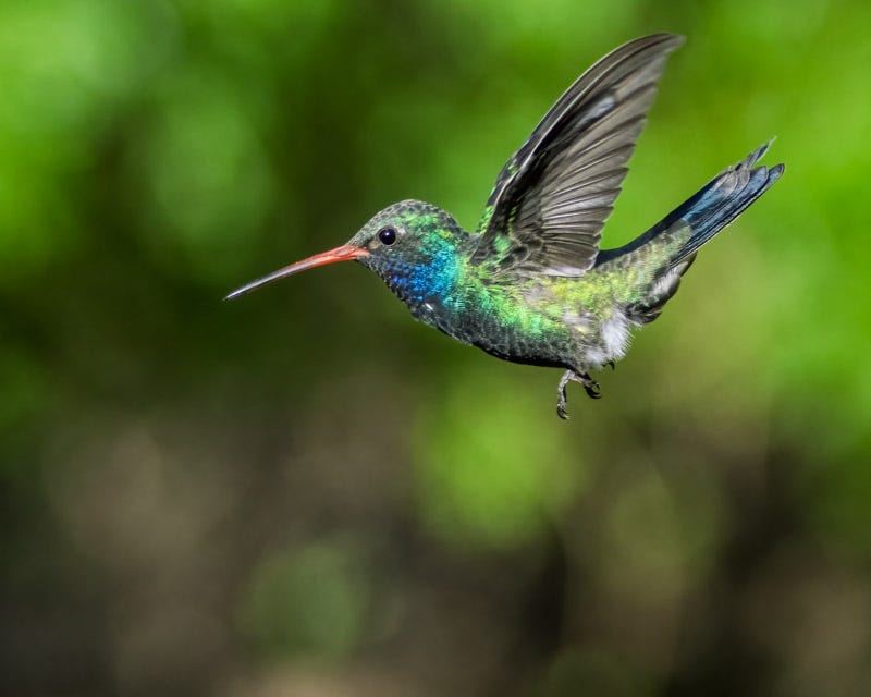 20250901-MaderaCanyon-5-Edit.jpg 20250901-MaderaCanyon-5-Edit.jpg