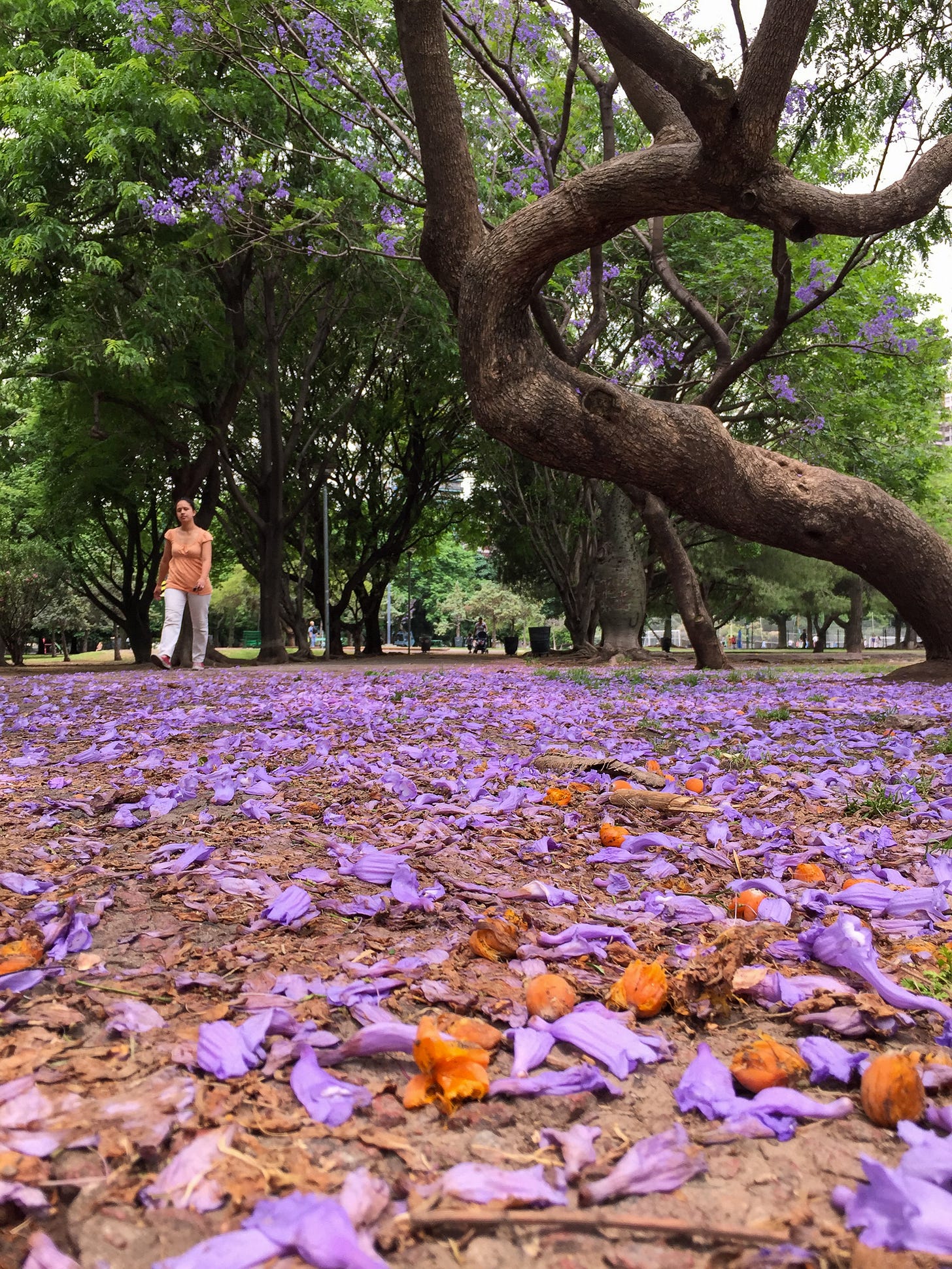Buenos Aires Jacaranda trees Buenos Aires Jacaranda trees