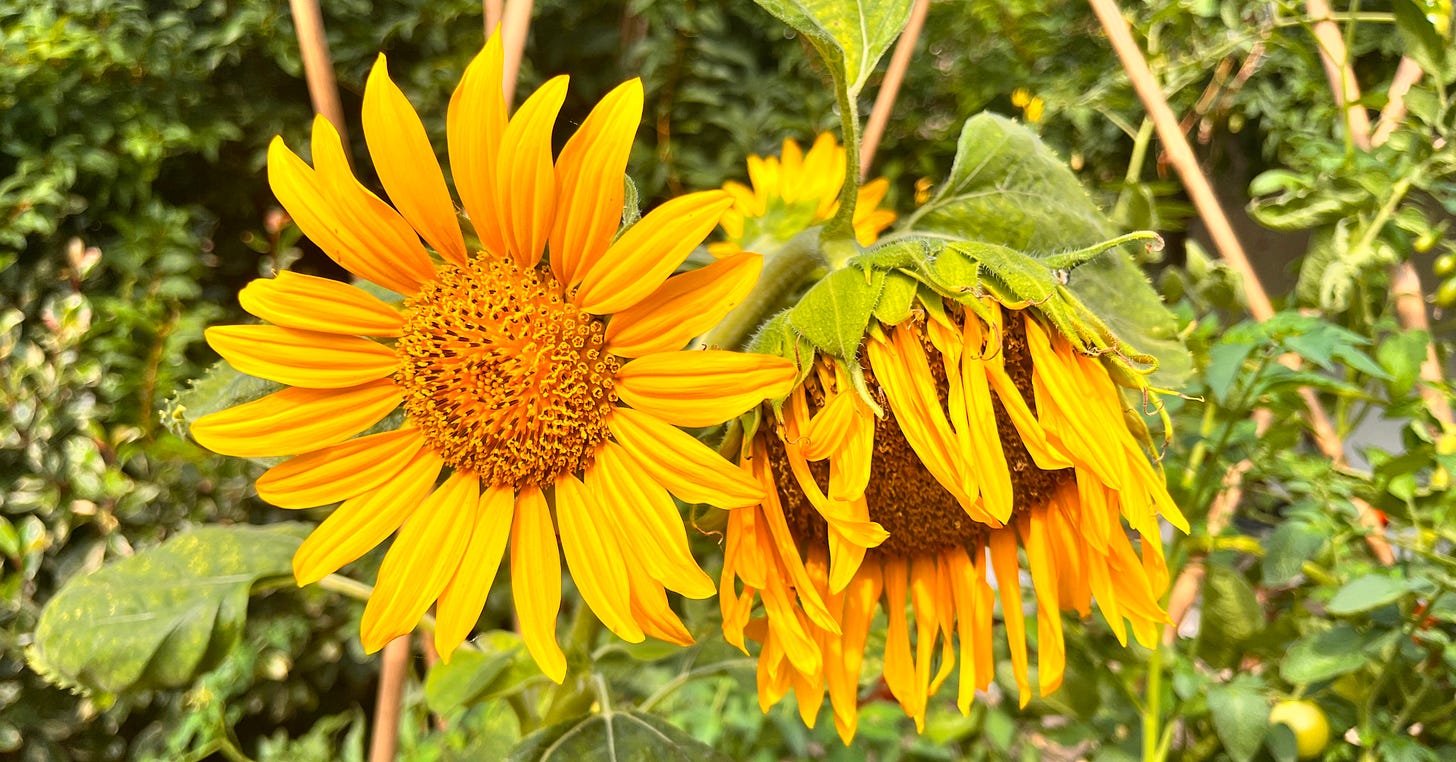 Two sunflowers, one wilting and one in bloom