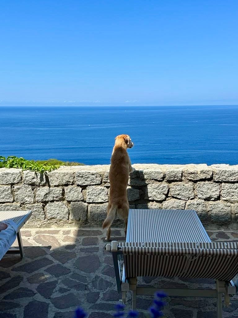 Dog looking at the sea view in Elba Island, Italy