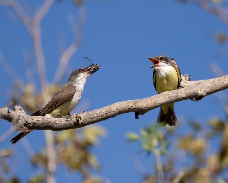 20250822-BoxCanyon-16-Edit.jpg 20250822-BoxCanyon-16-Edit.jpg