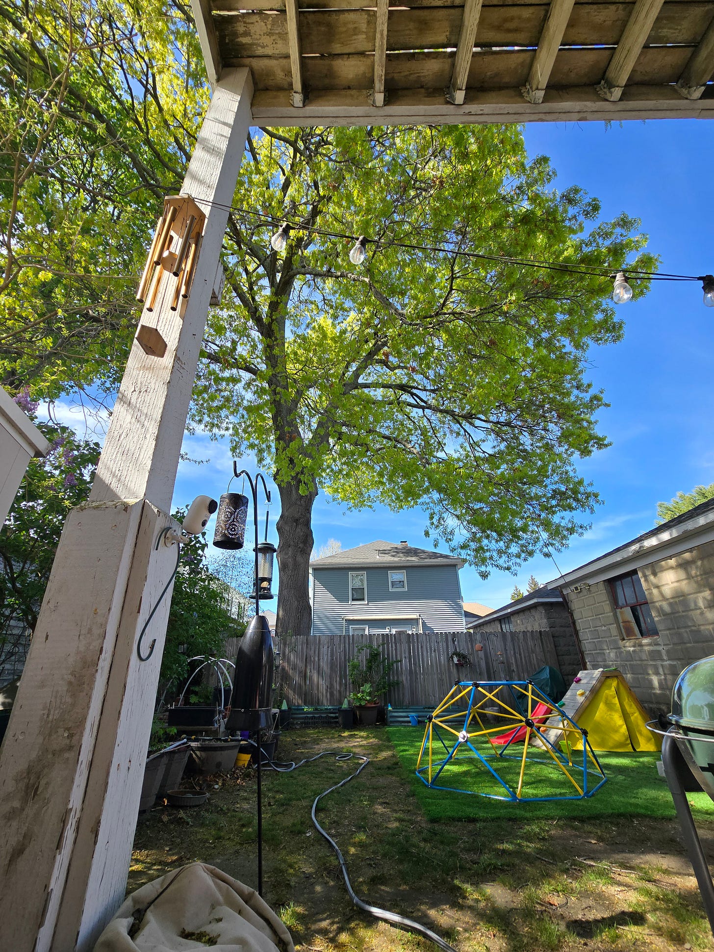 A huge oak tree in the yard of the house behind towers over the entire yard, casting it in shade.
