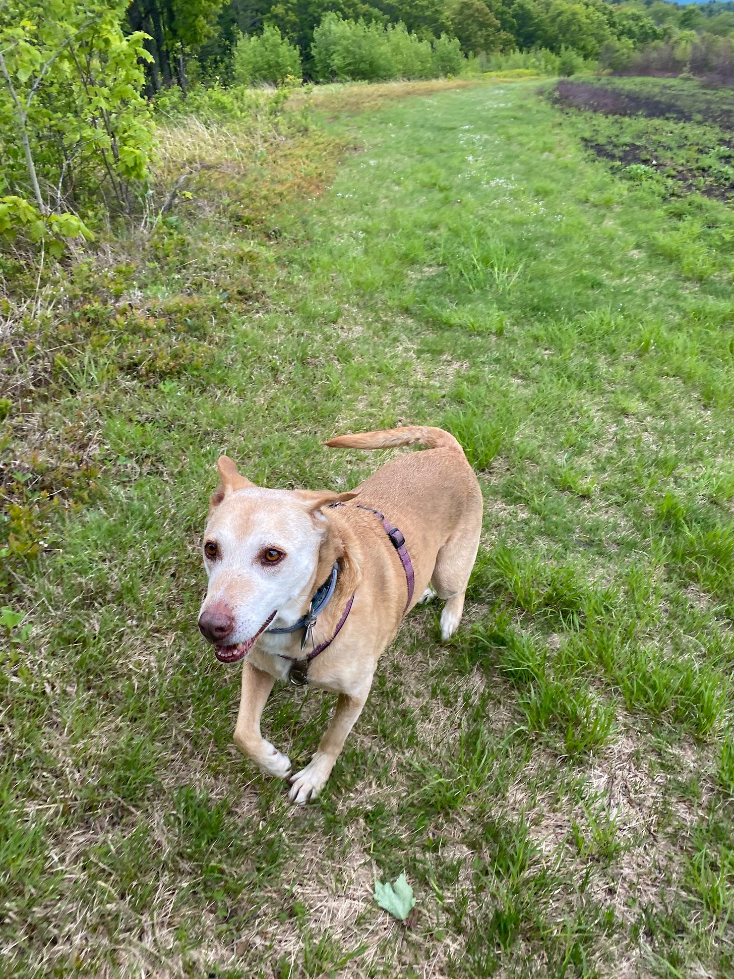 Nessa mid-stride on a grassy hilltop path.