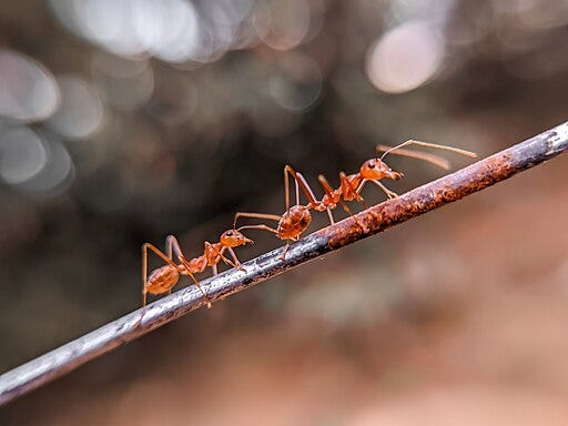 A larger red ant leads a smaller red ant along a grey stick