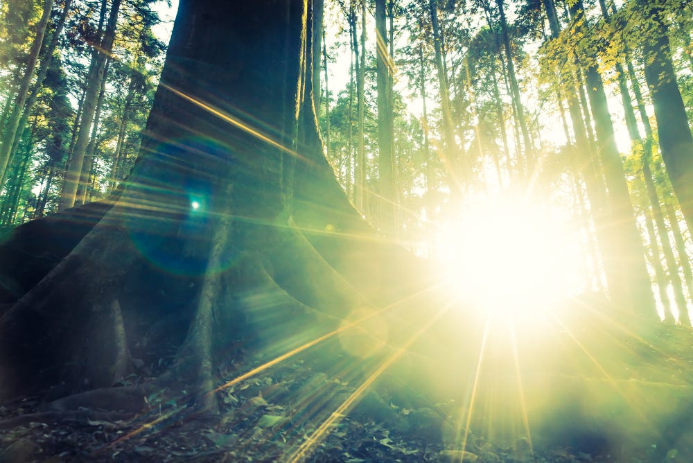 Sunrise in the woods.