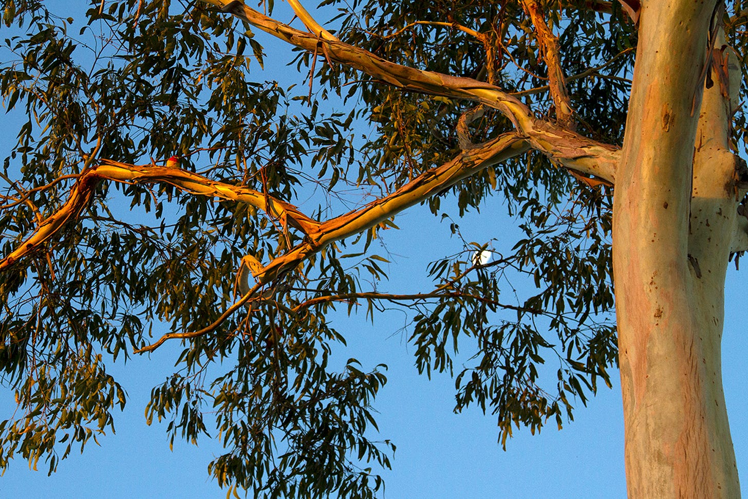 Silver gum at sunset with a blue sky and moon behind it and an Eastern rosella perched on a branch.