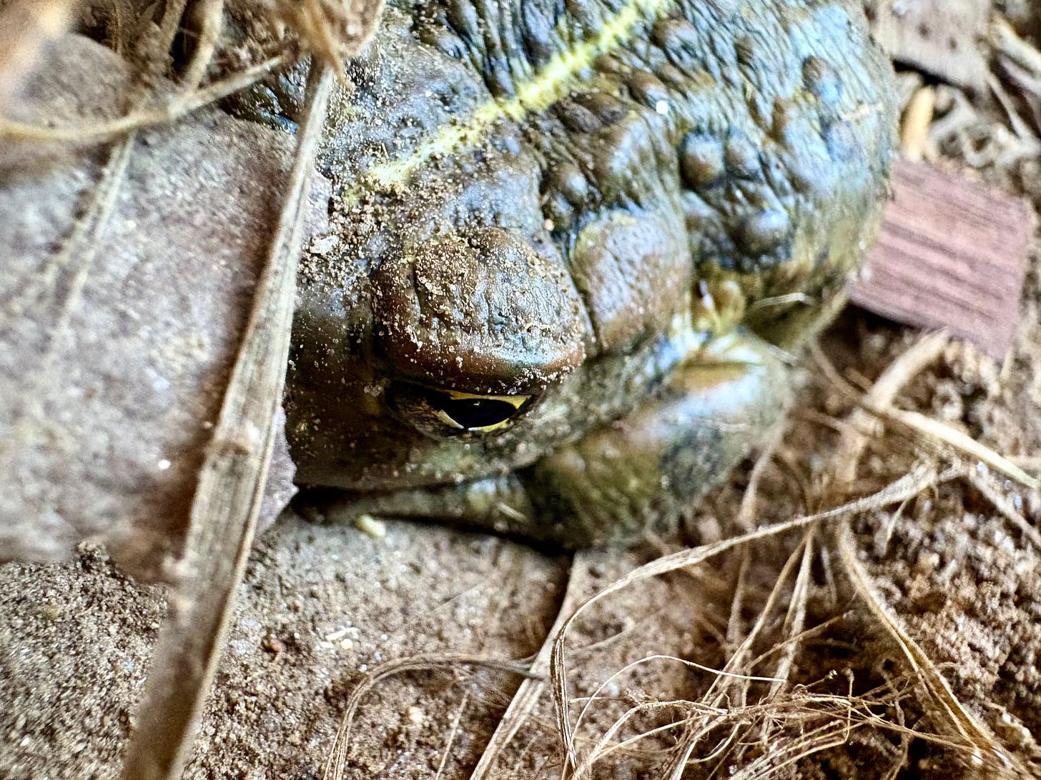 Close up of a toad buried in dirt, the eye is golden.  Loscotoff 2025.