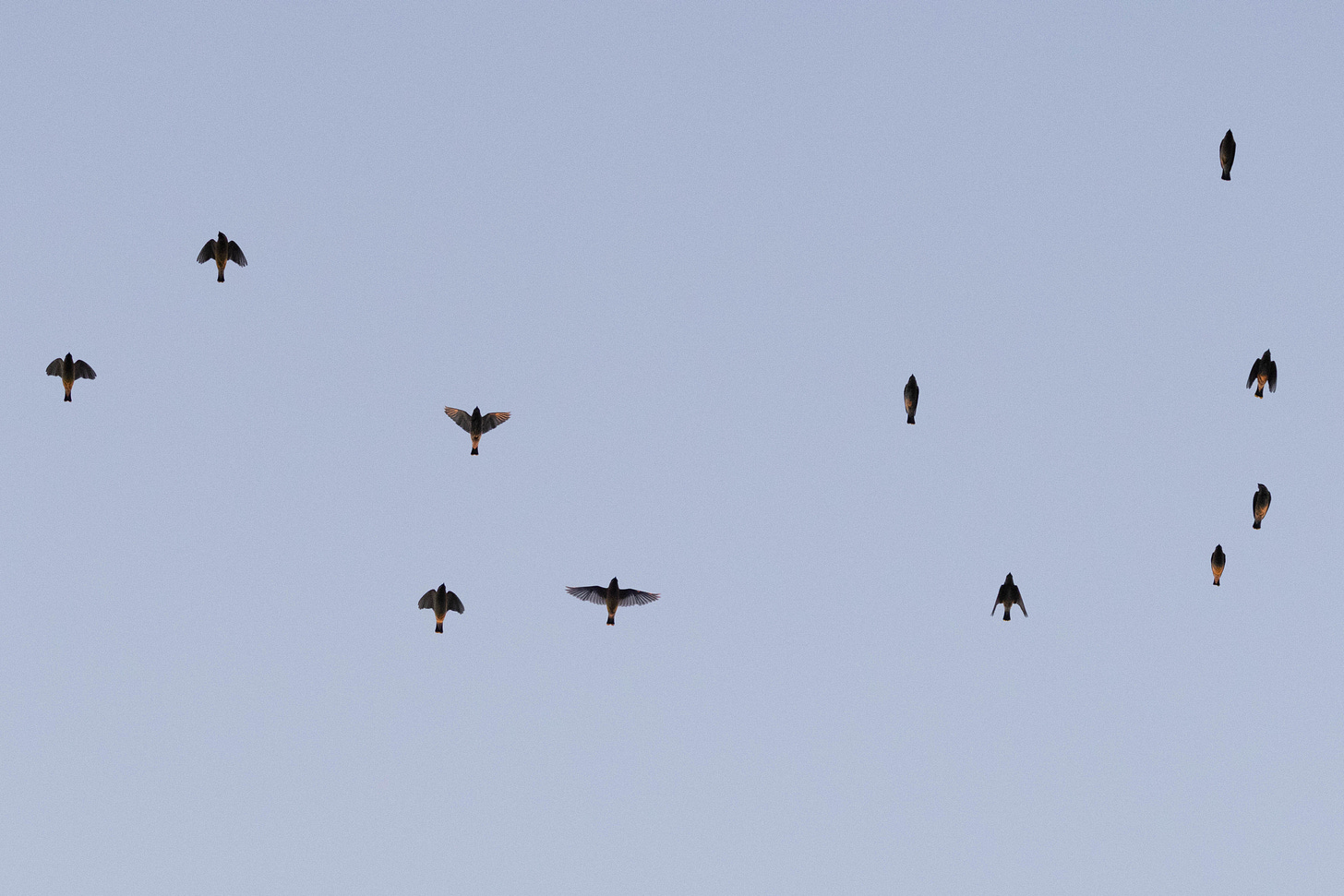the silhouettes of a eleven short-winged songbirds flying against the pale sky the silhouettes of a eleven short-winged songbirds flying against the pale sky