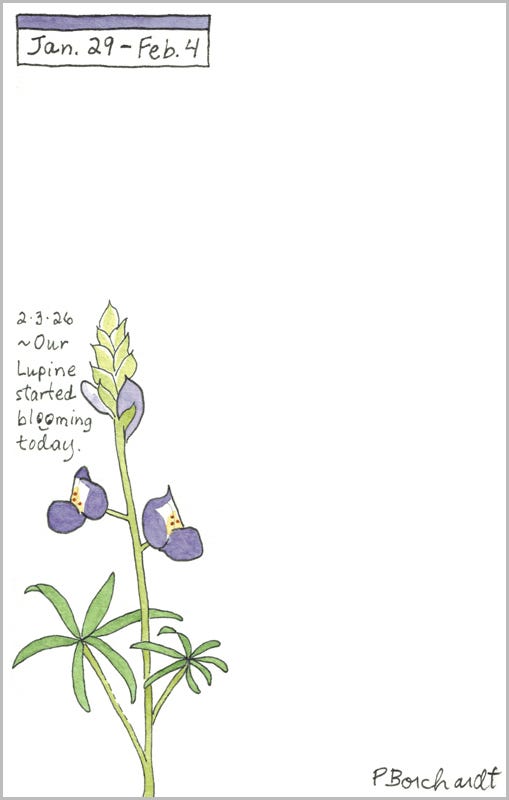 Perpetual Journal, week of Jan. 29 - Feb. 4: Lupine Flowers (2026)