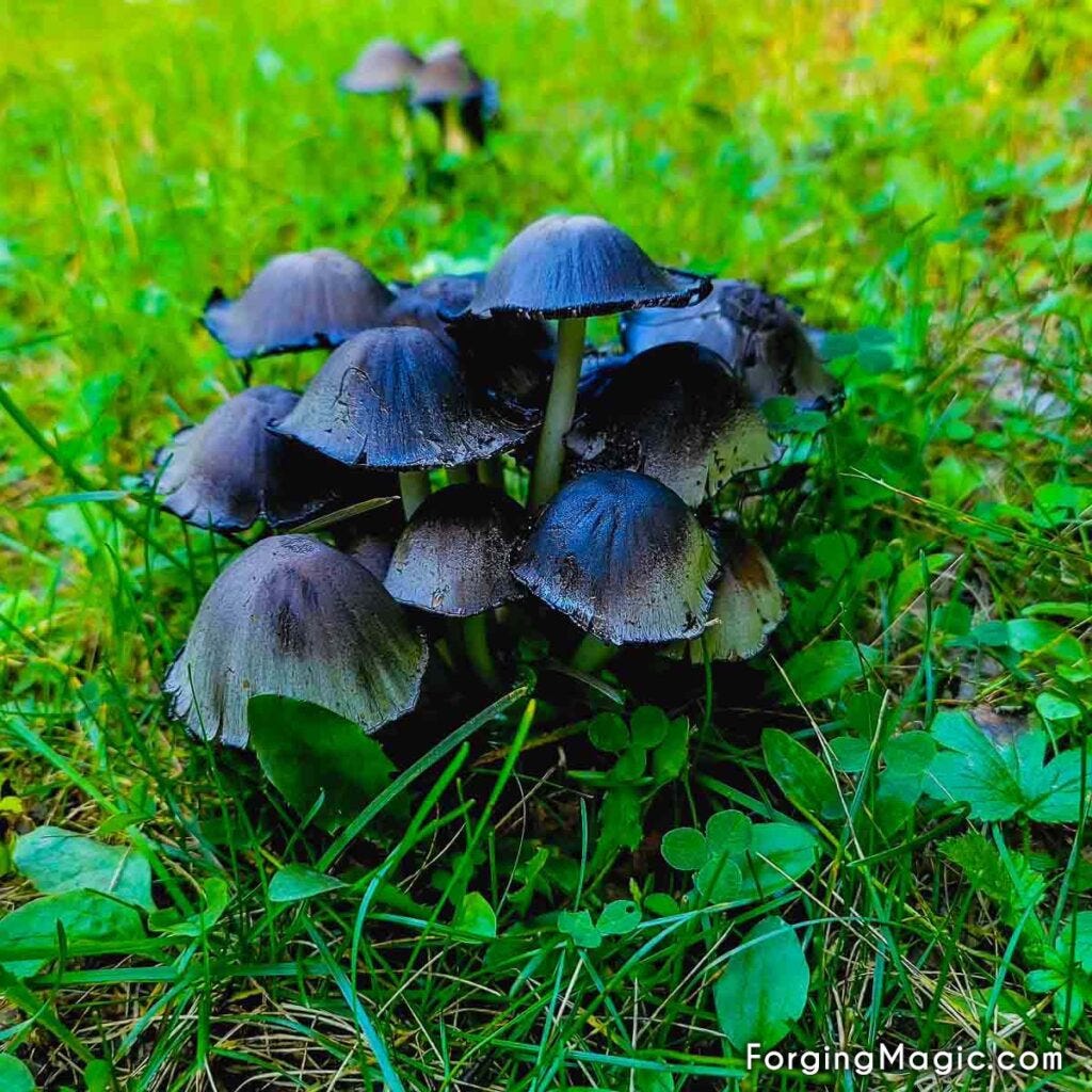 Black mushrooms in the forest Black mushrooms in the forest