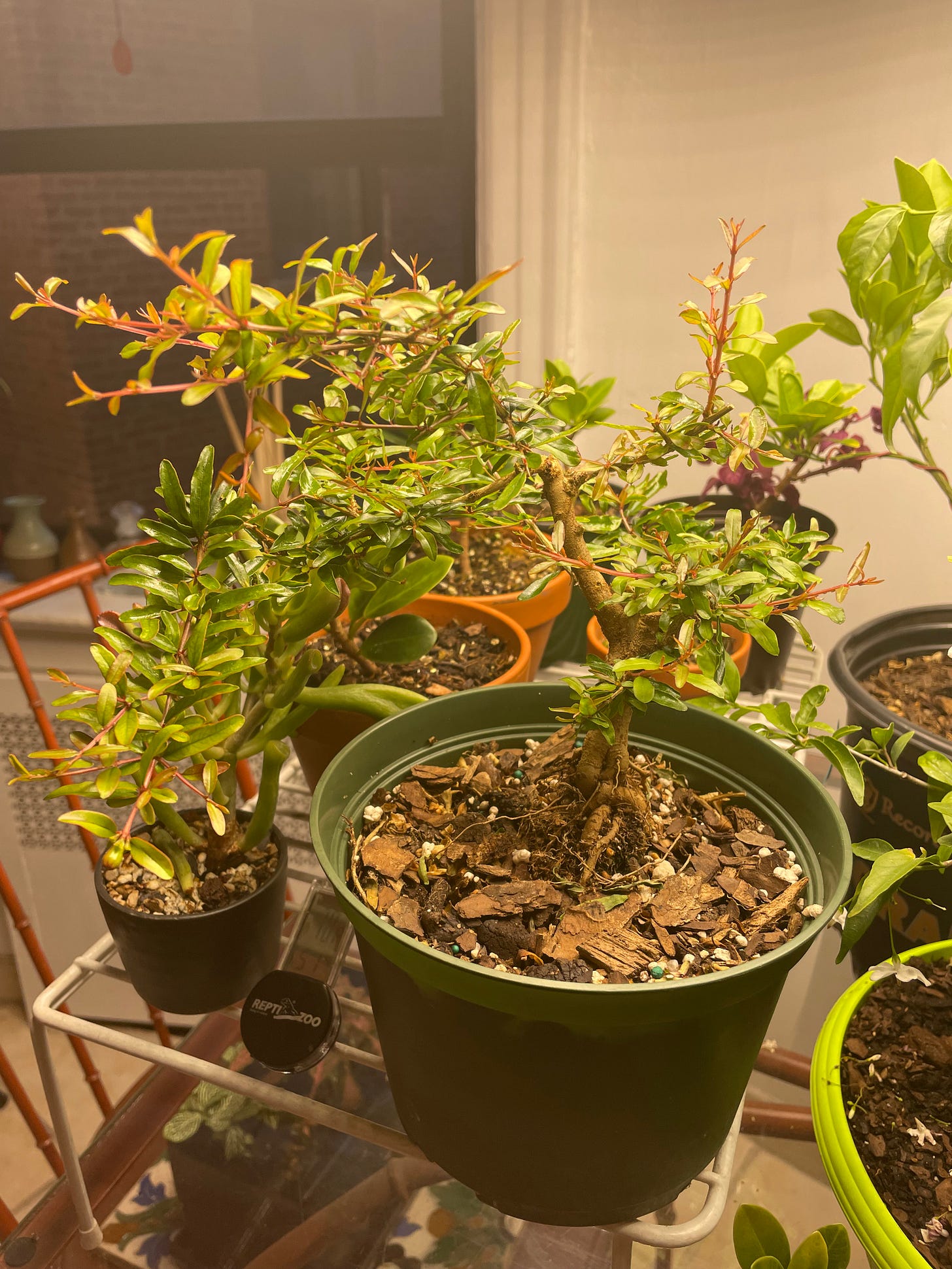 ID: Photo of pomegranate pre bonsai with bushy new growth.