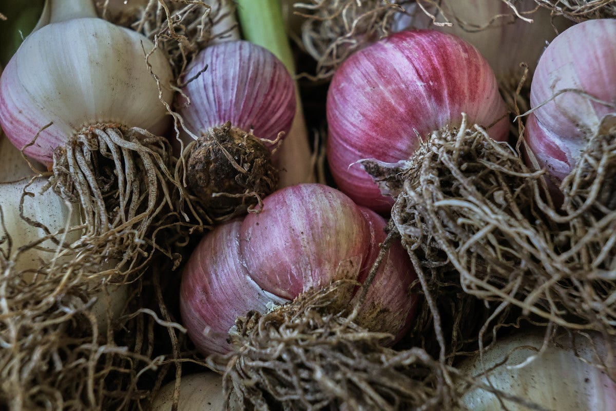 a closeup of freshly-harvested garlic heads