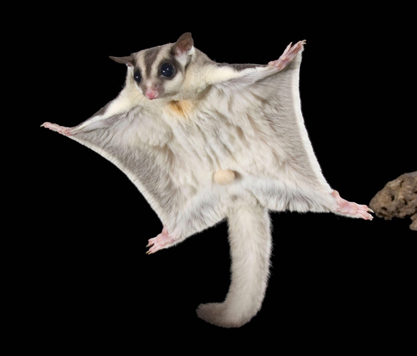Wilderness Society | Australia's sweetheart: the sugar glider