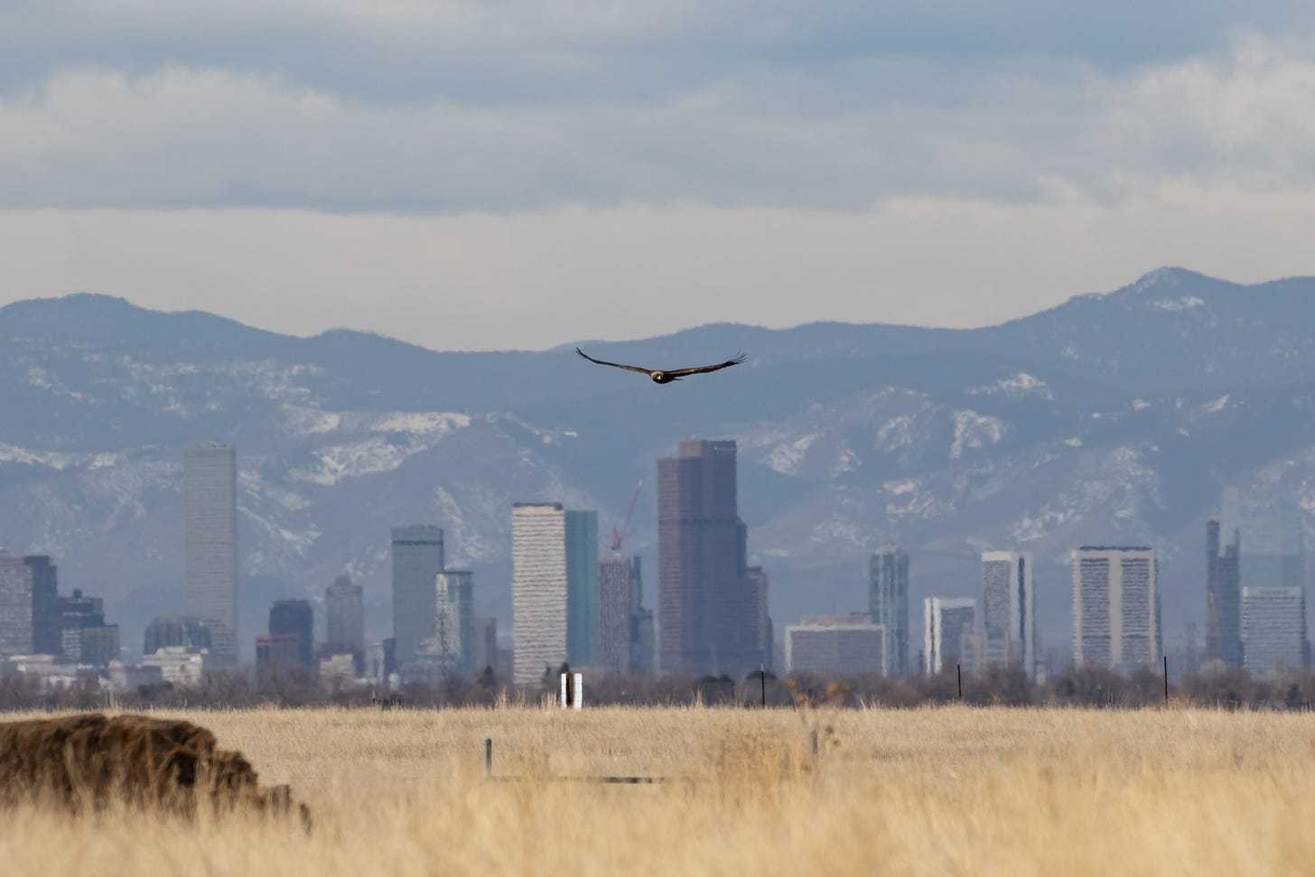 a city skyline set against a snow-dusted mountain on a cloudy day with a broad flat expanse of tan grass in the foreground. a brown eagle with a gold nape is in the distance flying toward the camera, just above the city skyline and below the tops of the mountains.