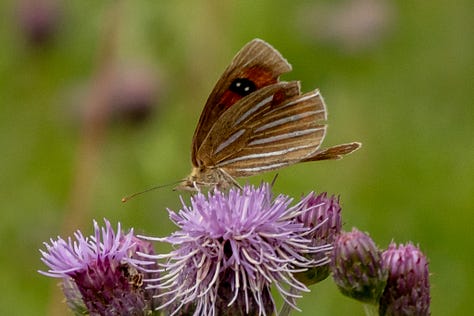 Common Tussock Butterfly (Argyrophenga antipodum), Blue Damselfly (Austrolestes colensonis), Large Hover Fly (Melangyna novaezelandiae), Magpie Moth (Nyctemera annulata), New Zealand Blue (Zizina oxleyi): all endemic species.