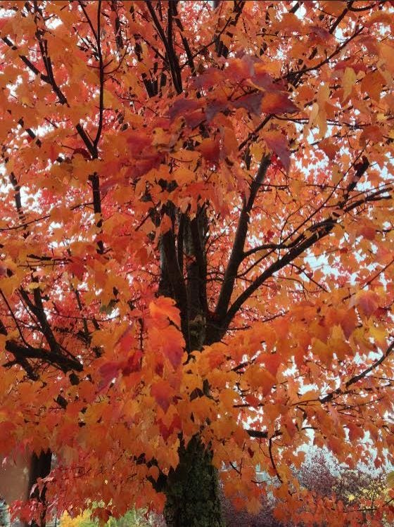 medley of fall color