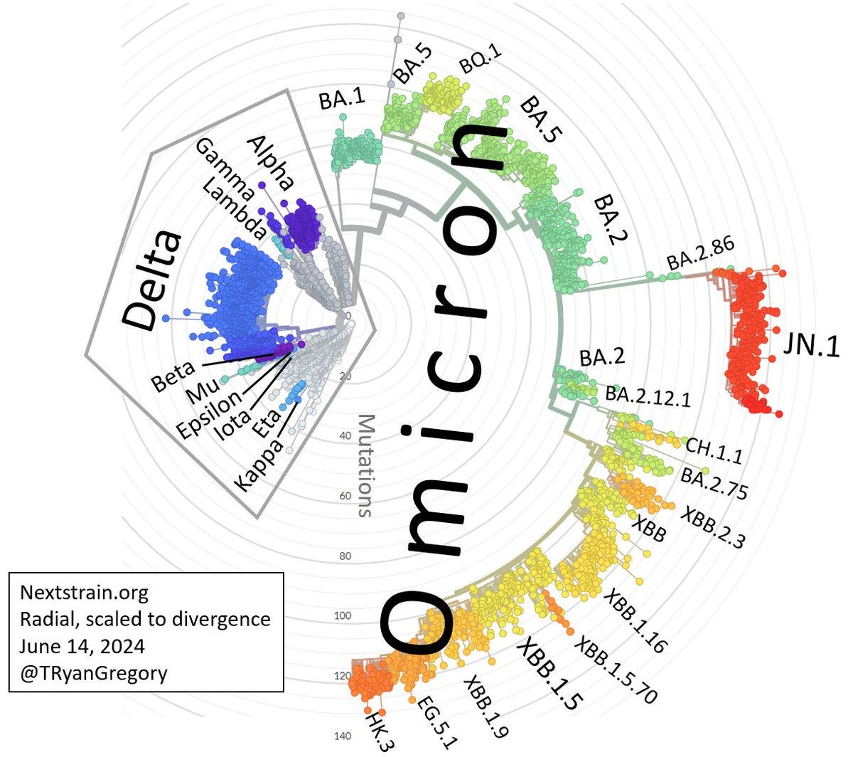Evolutionary tree of SARS-CoV-2 variants, radial format, scaled to divergence. "Omicron" variants are vastly more divergent and diverse than the other variants that received Greek letters in 2021.