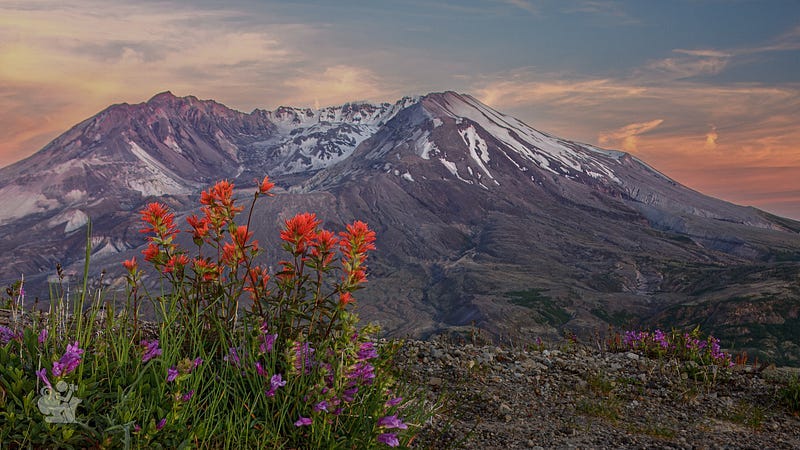 Mount Saint Helens Caldera viewed through an Indian Paint Brush plant Mount Saint Helens Caldera viewed through an Indian Paint Brush plant