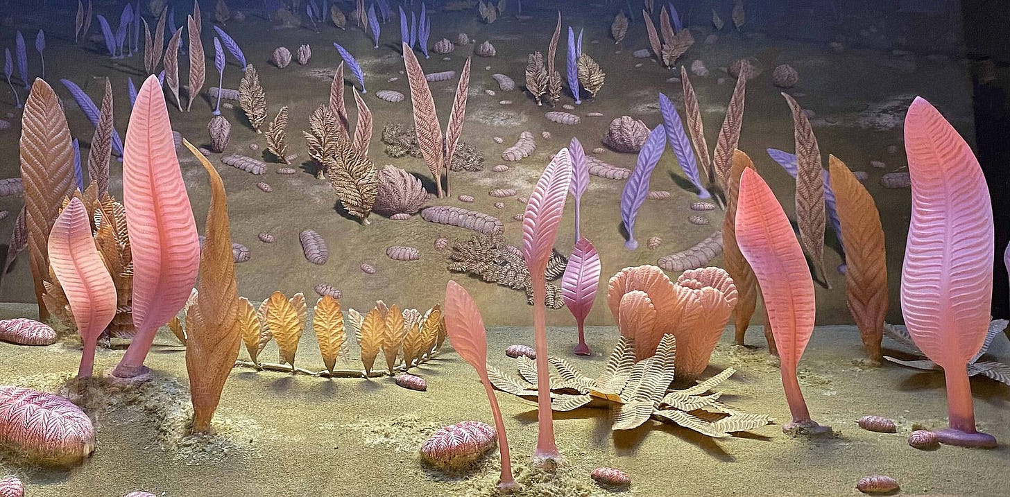 weird pink ferny things on the sea floor