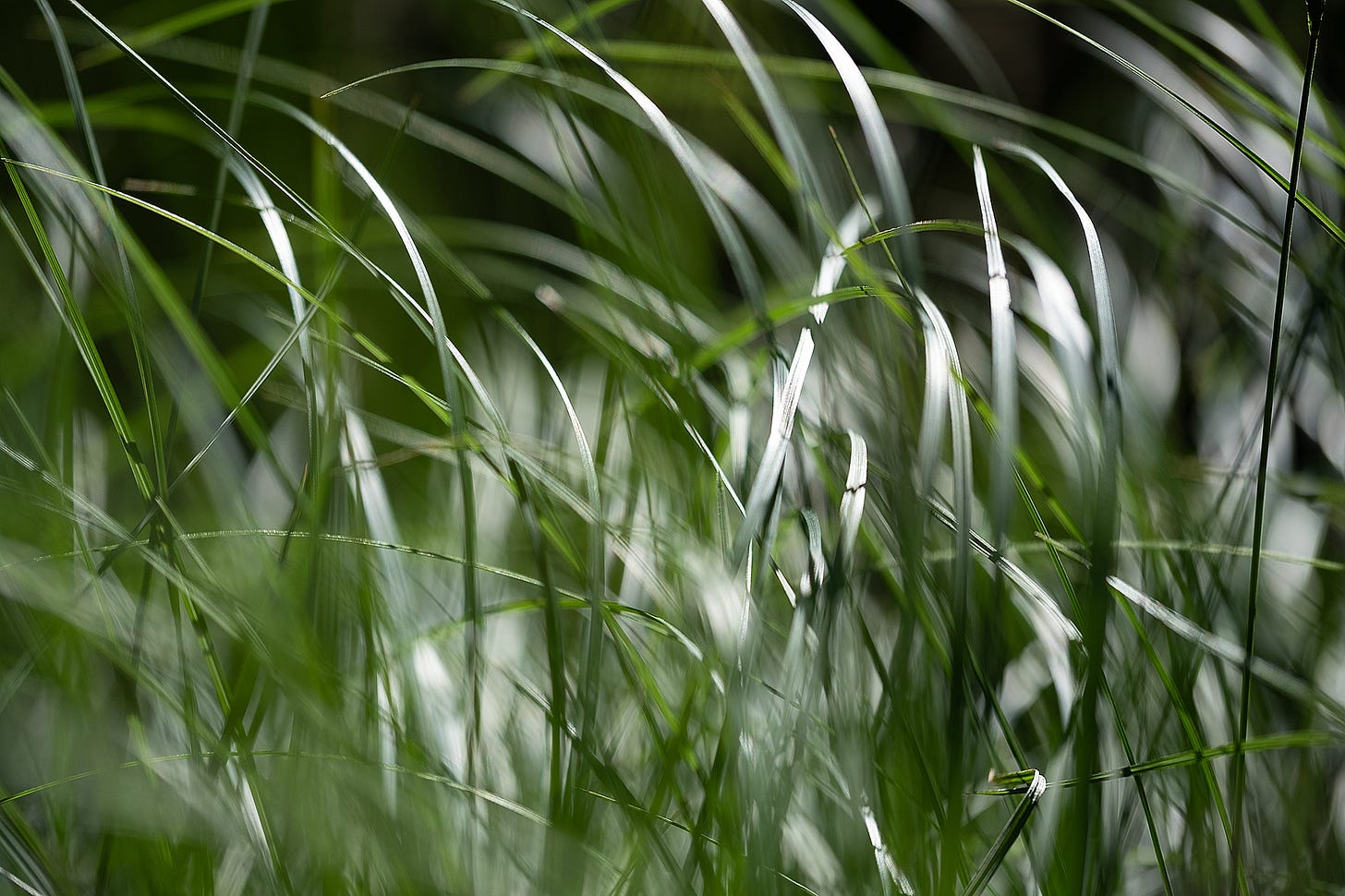 A tangle of dark sedge leaves reflect white light against dark shadow, sharp and soft focus enmeshed with green energy