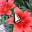 KGardenGirl's avatar