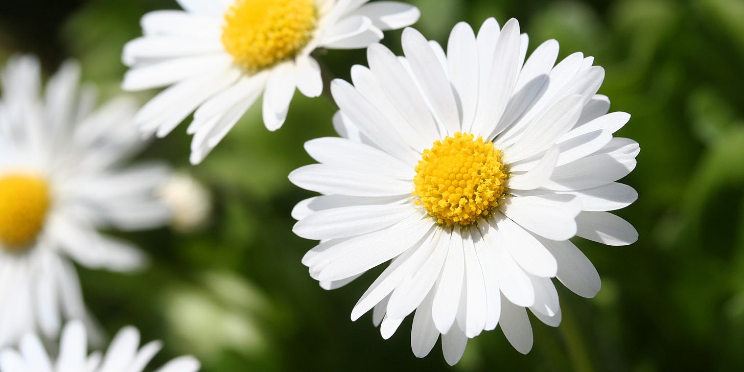 The Daisy Flower: Meanings, Images & Insights | Floraly The Daisy Flower: Meanings, Images & Insights | Floraly