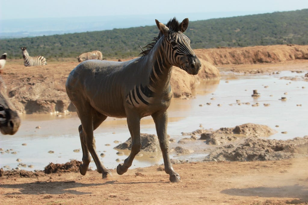 muddy zebra muddy zebra