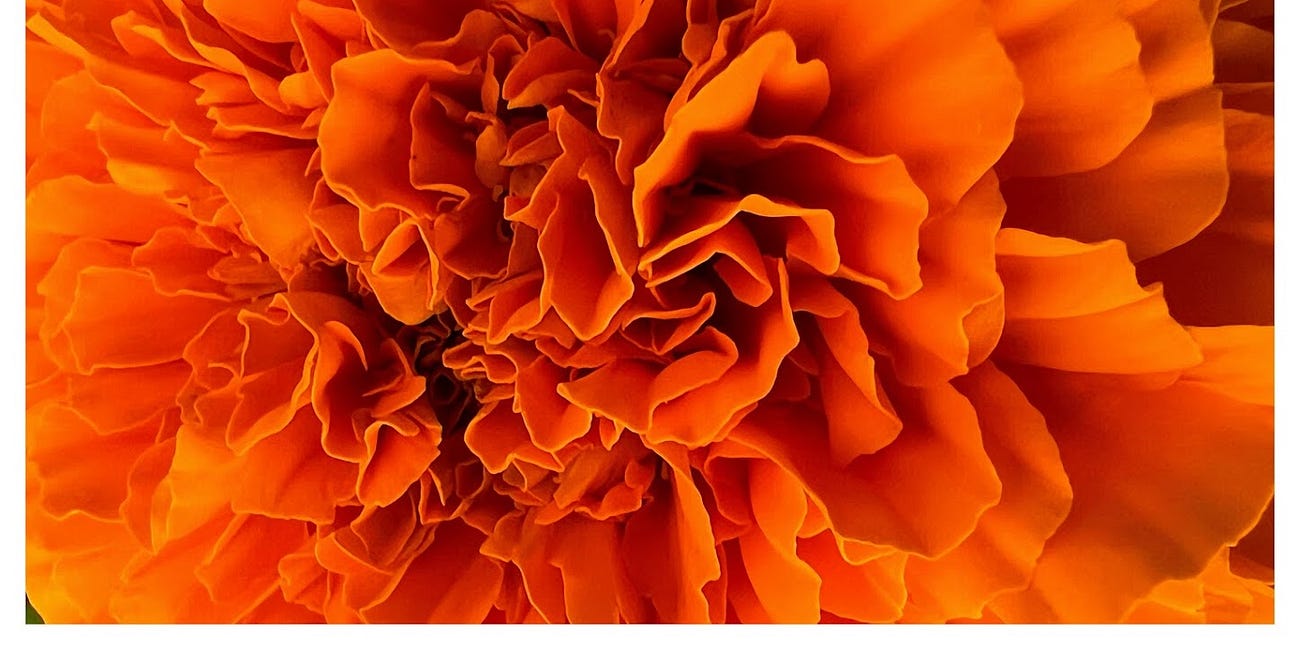 hibiscus and marigold