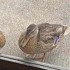 🦆 taxes + envelopes + ducks