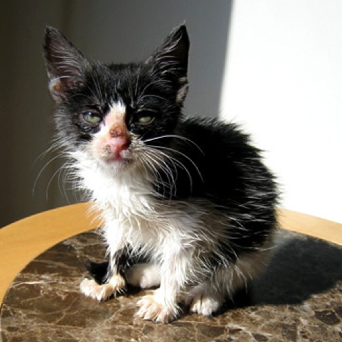 foto van een heel zielige zwart witte kitten die er niet goed verzorgd uit ziet. Hij kijkt heel sjacherijnig.