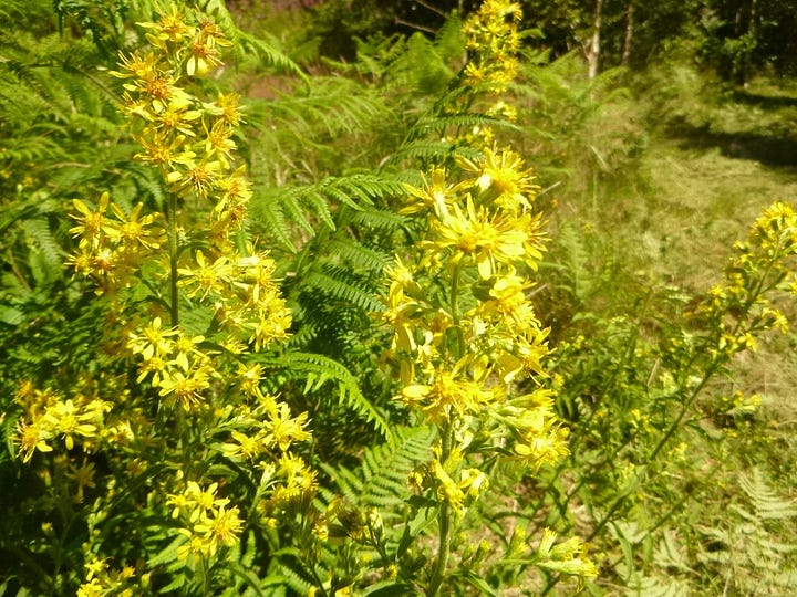 Yellow flowering stalks of goldenrod species