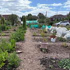 Growing vegetables for beginners: July 2026 week 4